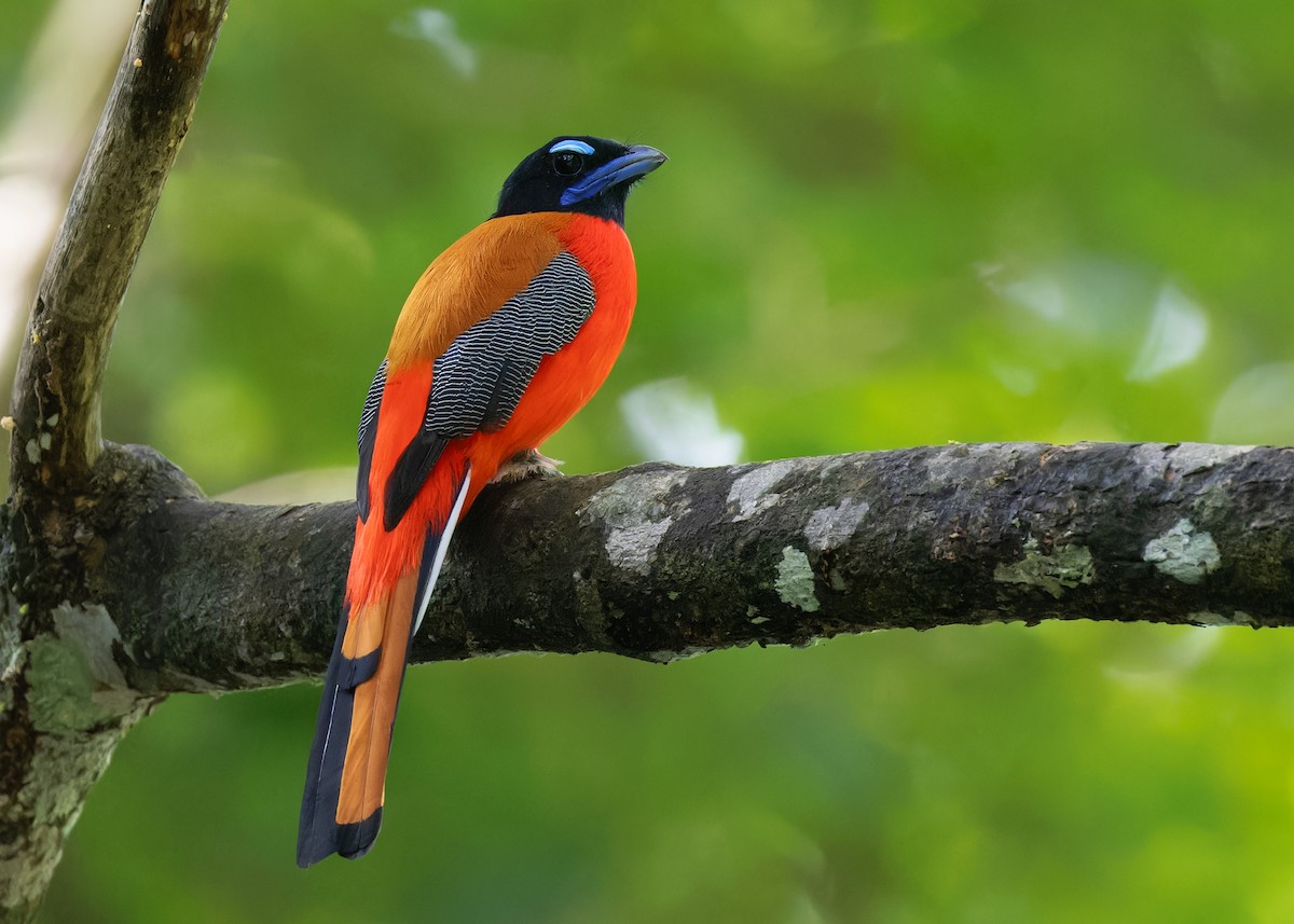 Scarlet-rumped Trogon - ML605235351