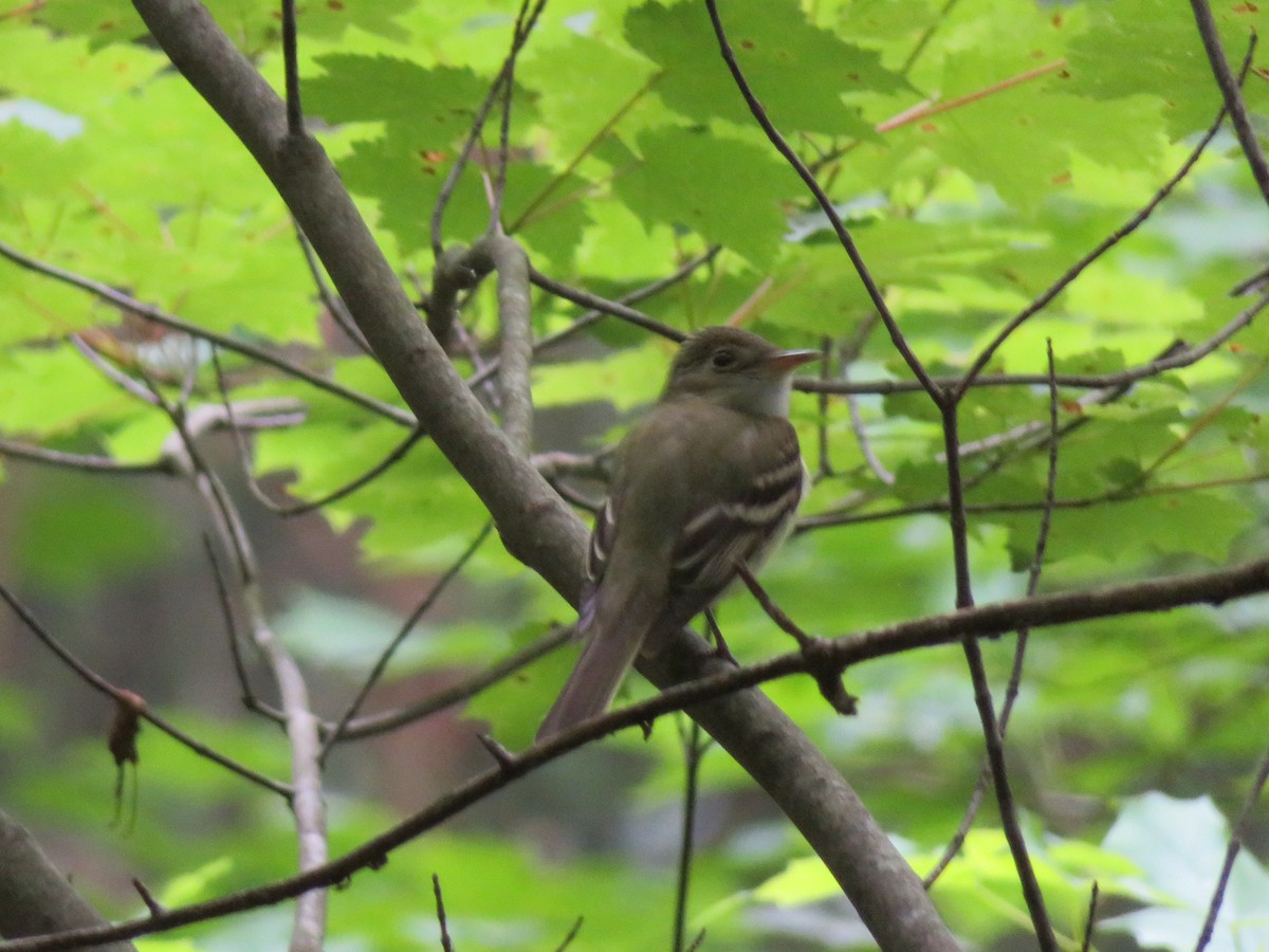 Acadian Flycatcher - ML60523551