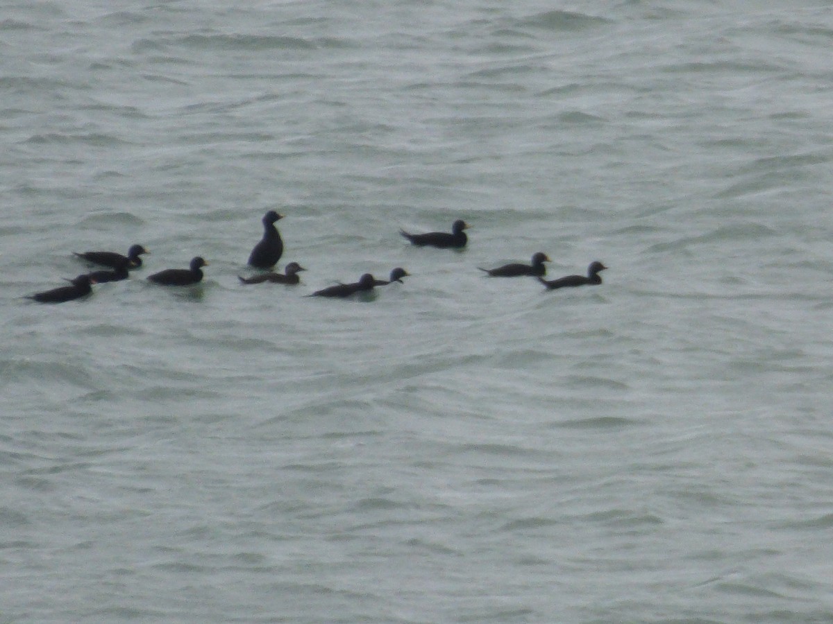 Common Scoter - ML605236031