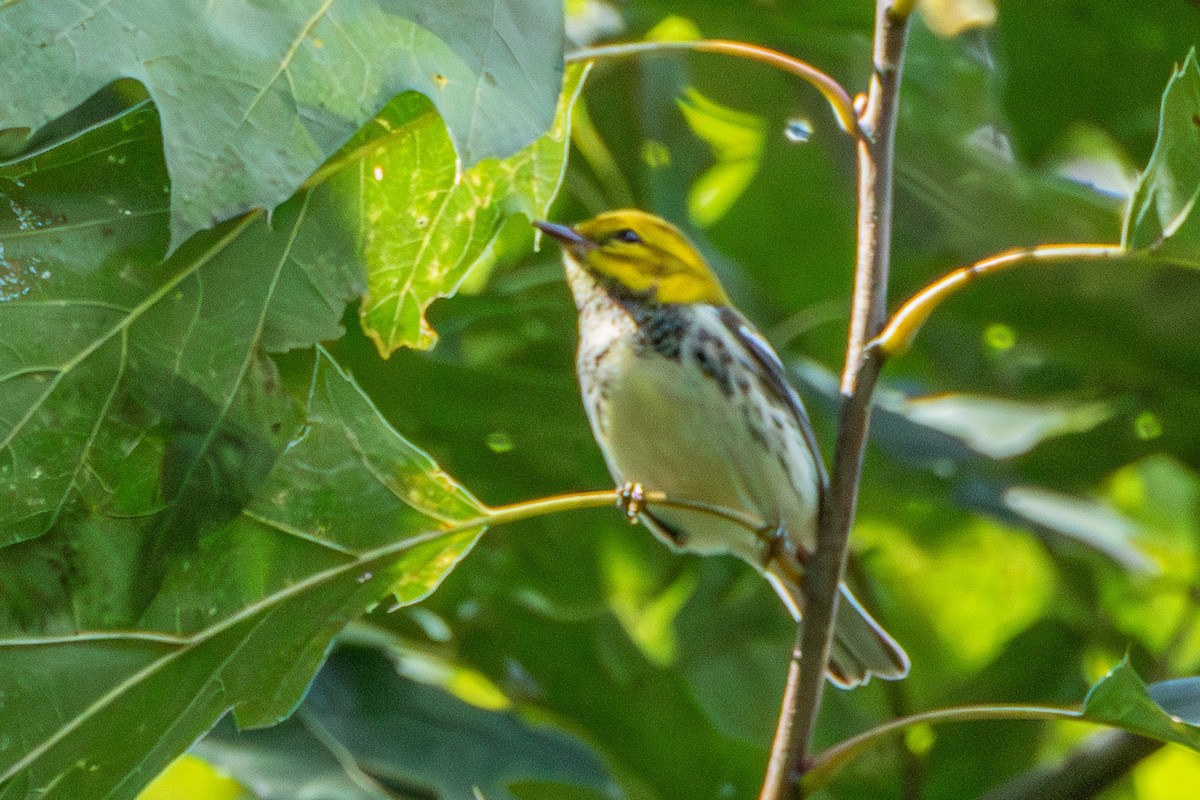 Black-throated Green Warbler - Steven Bruenjes