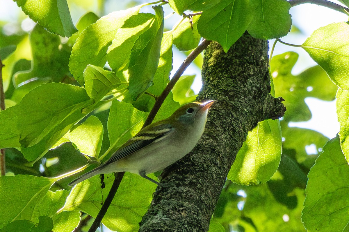 Chestnut-sided Warbler - ML605236501