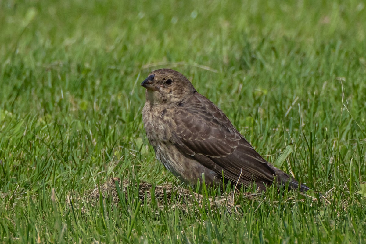 Brown-headed Cowbird - ML605236551