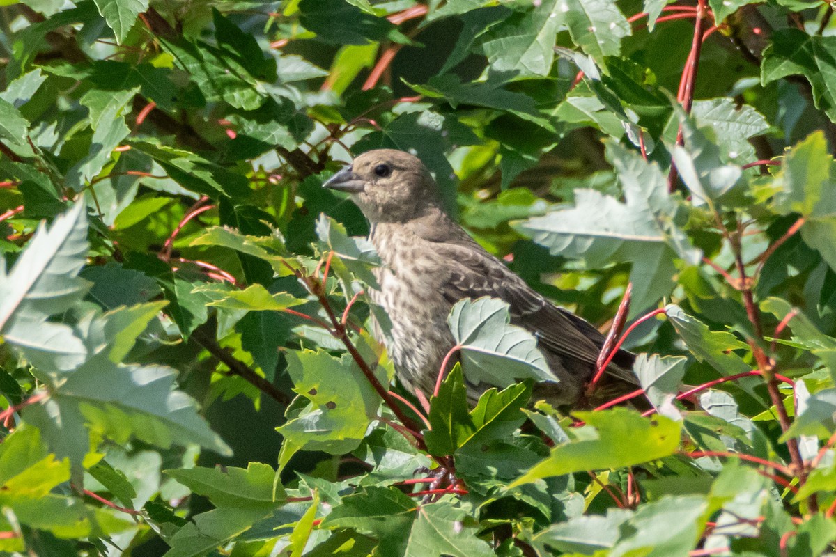 House Finch - ML605236591