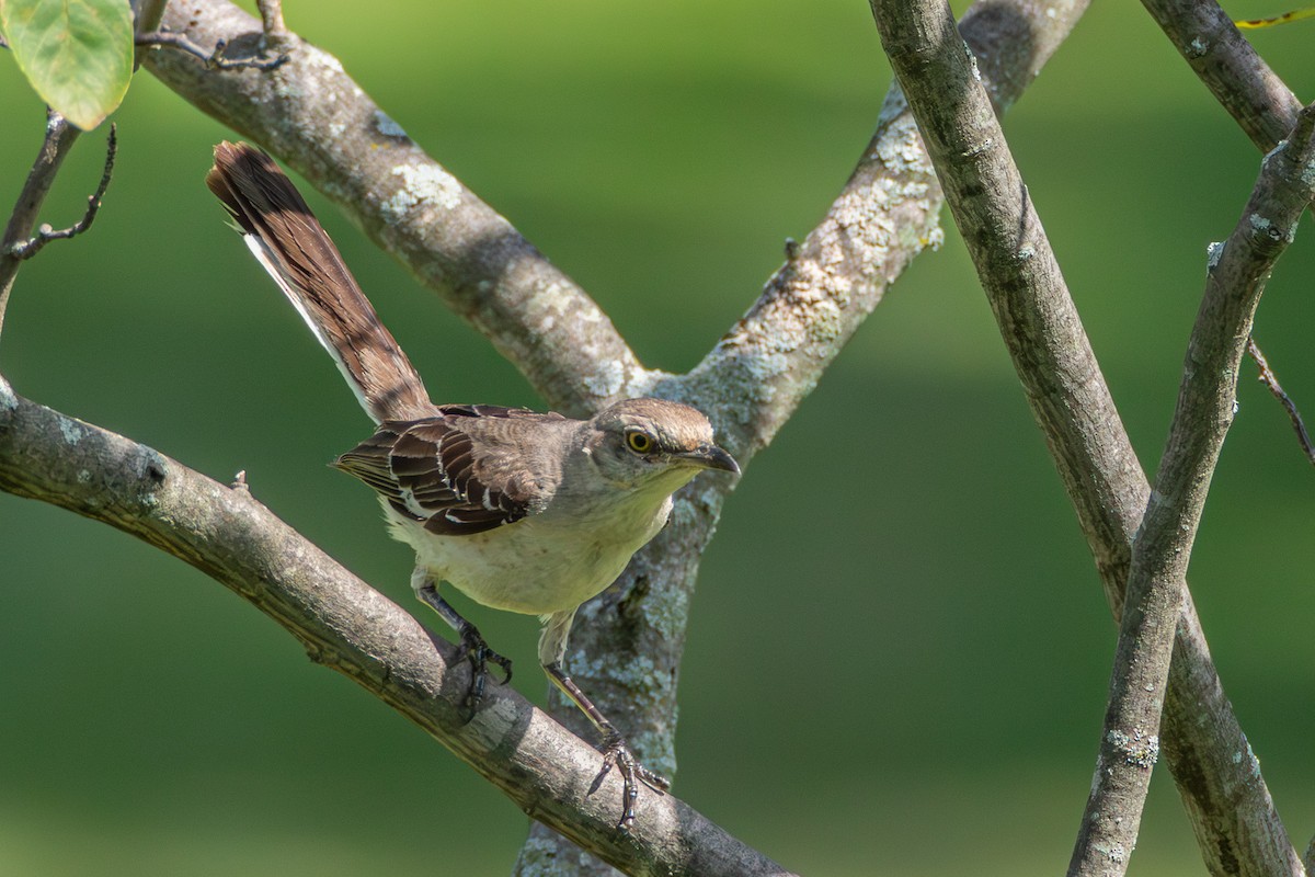 Northern Mockingbird - ML605236631