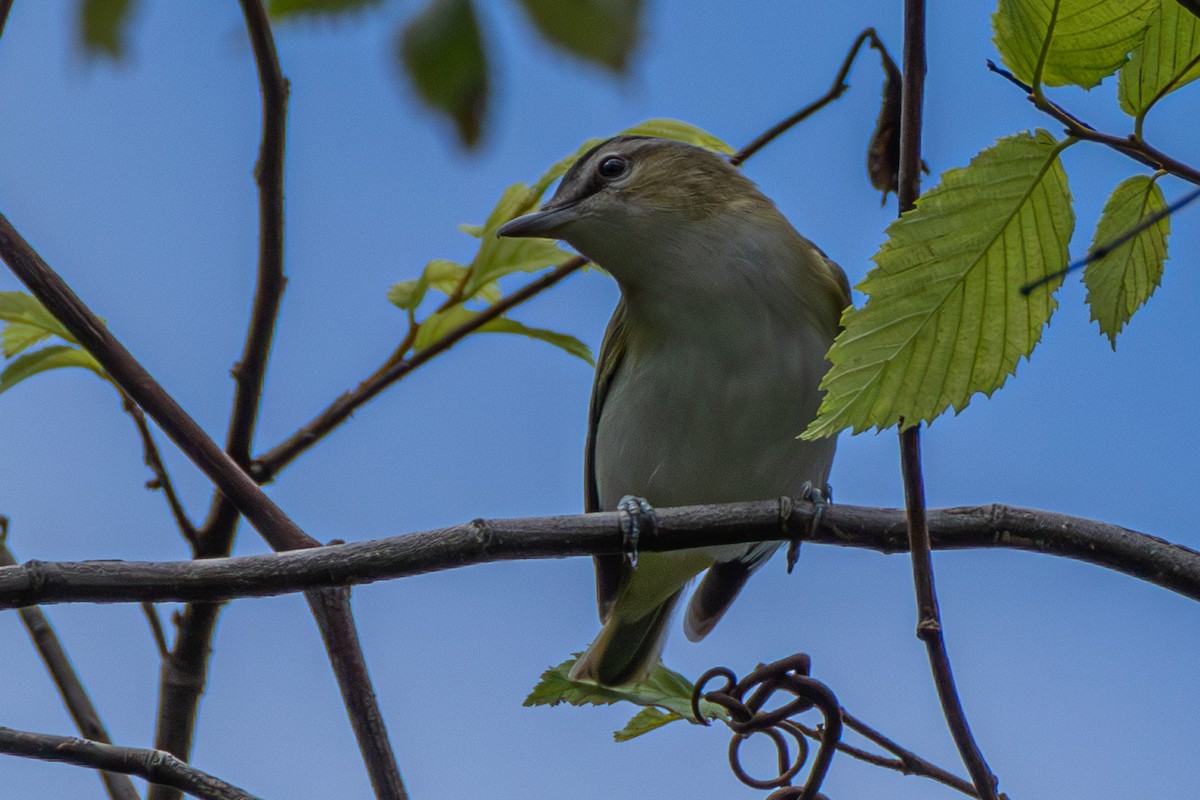 Vireo Ojirrojo - ML605236691