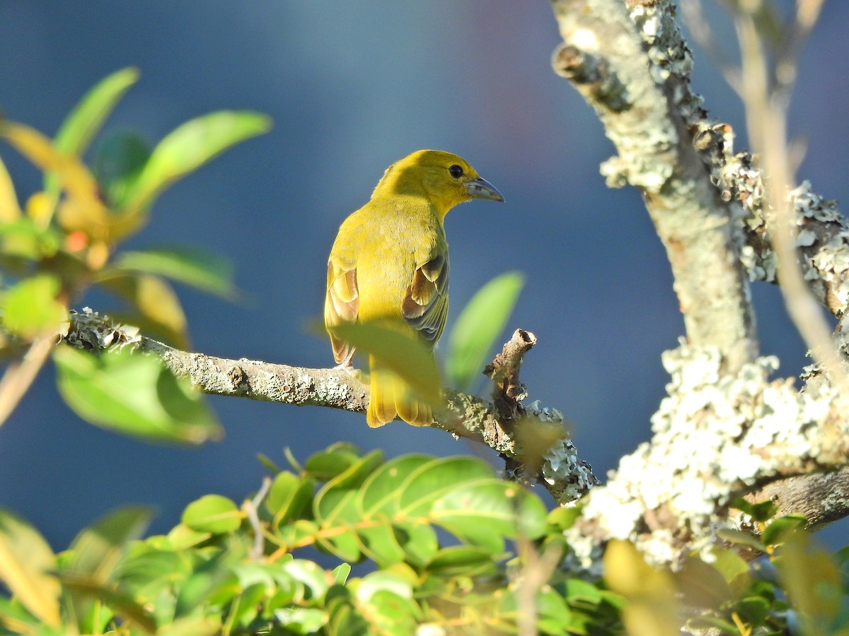 Hepatic Tanager - ML605236771