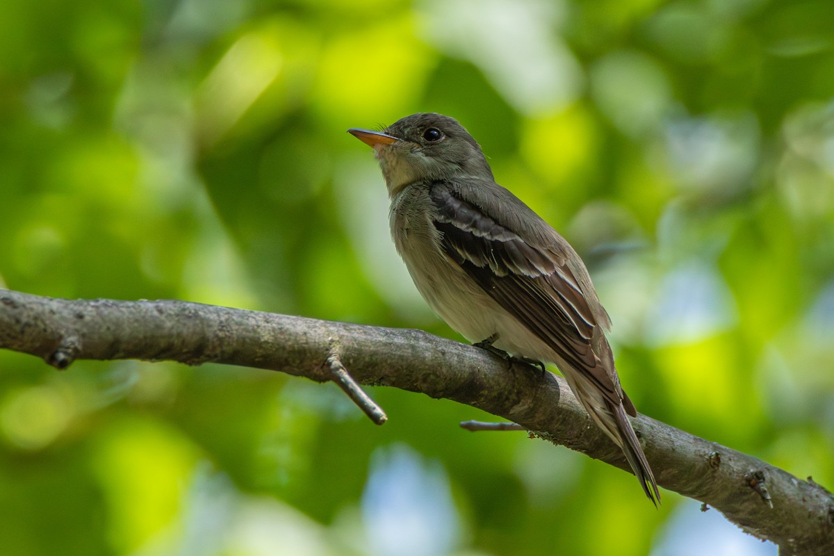 Eastern Wood-Pewee - ML605236781