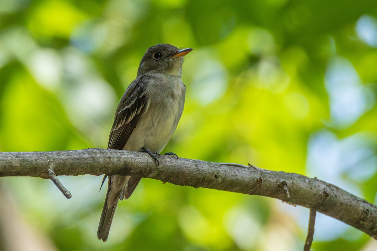 Eastern Wood-Pewee - ML605236791