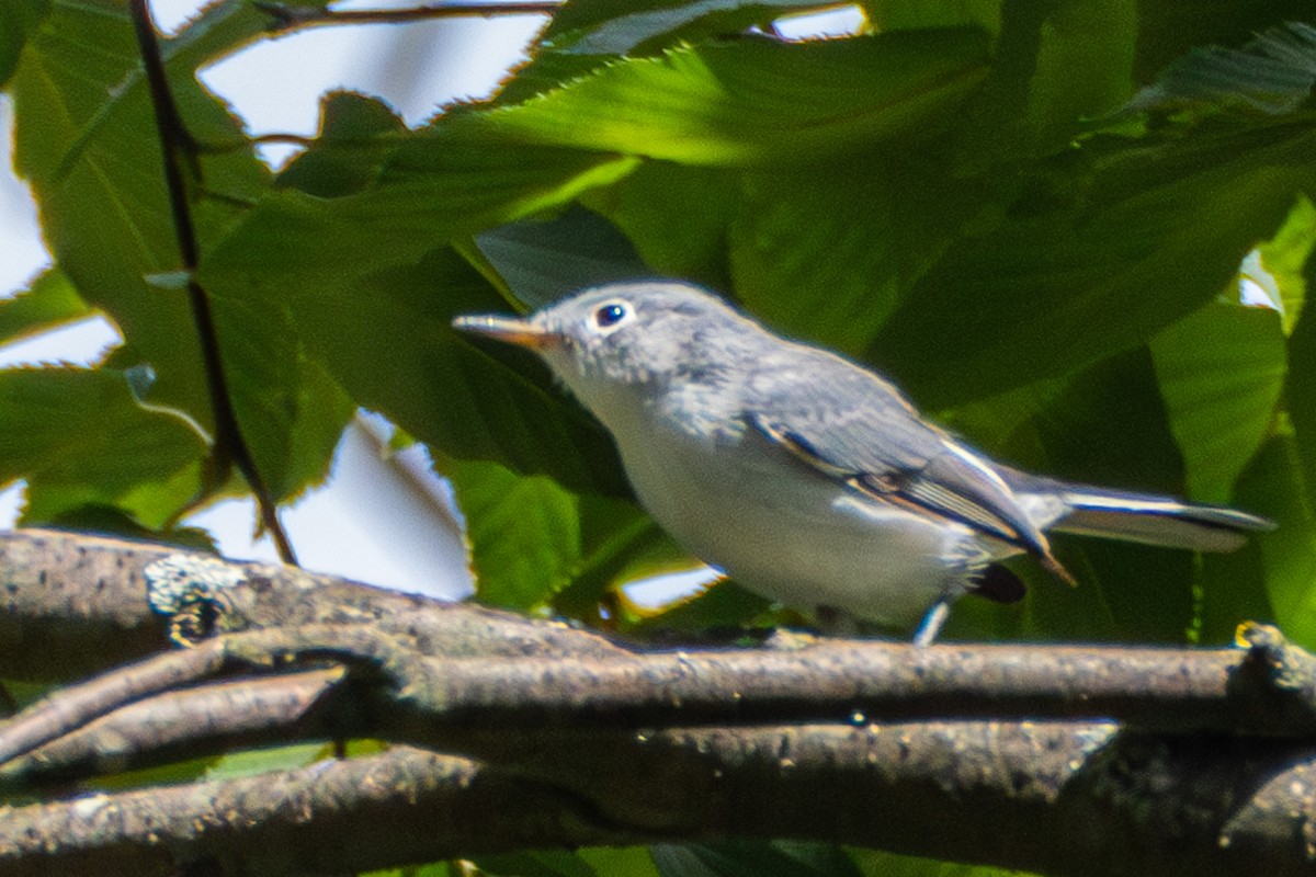 Blue-gray Gnatcatcher - ML605236891