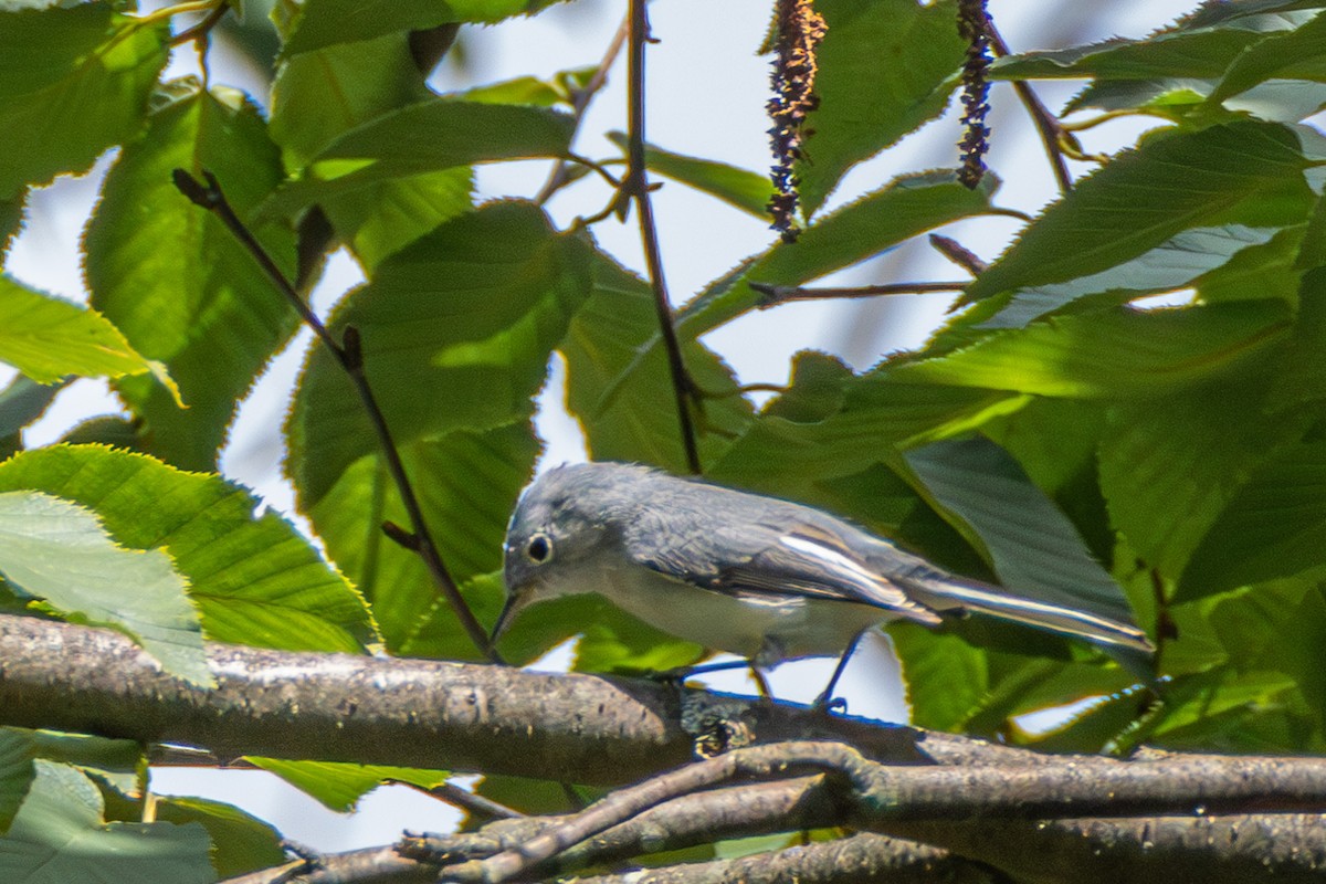 Blue-gray Gnatcatcher - ML605236901