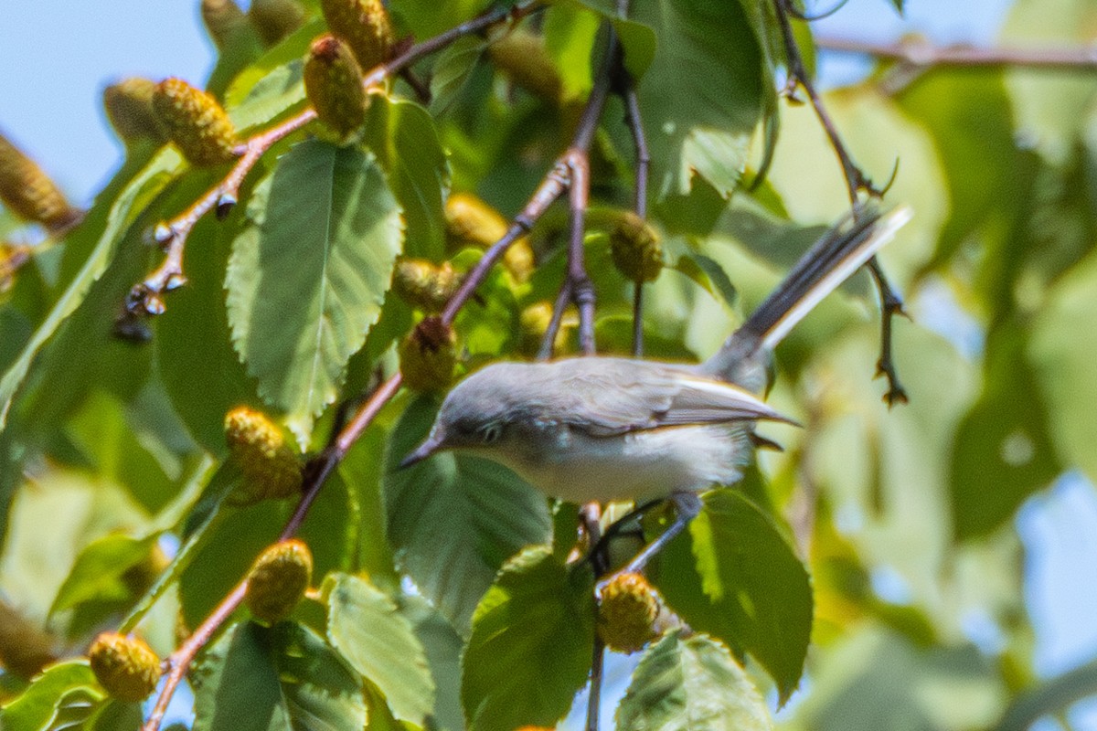 Blue-gray Gnatcatcher - ML605236911