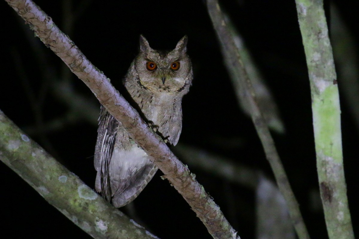 Indian Scops-Owl - ML605237011