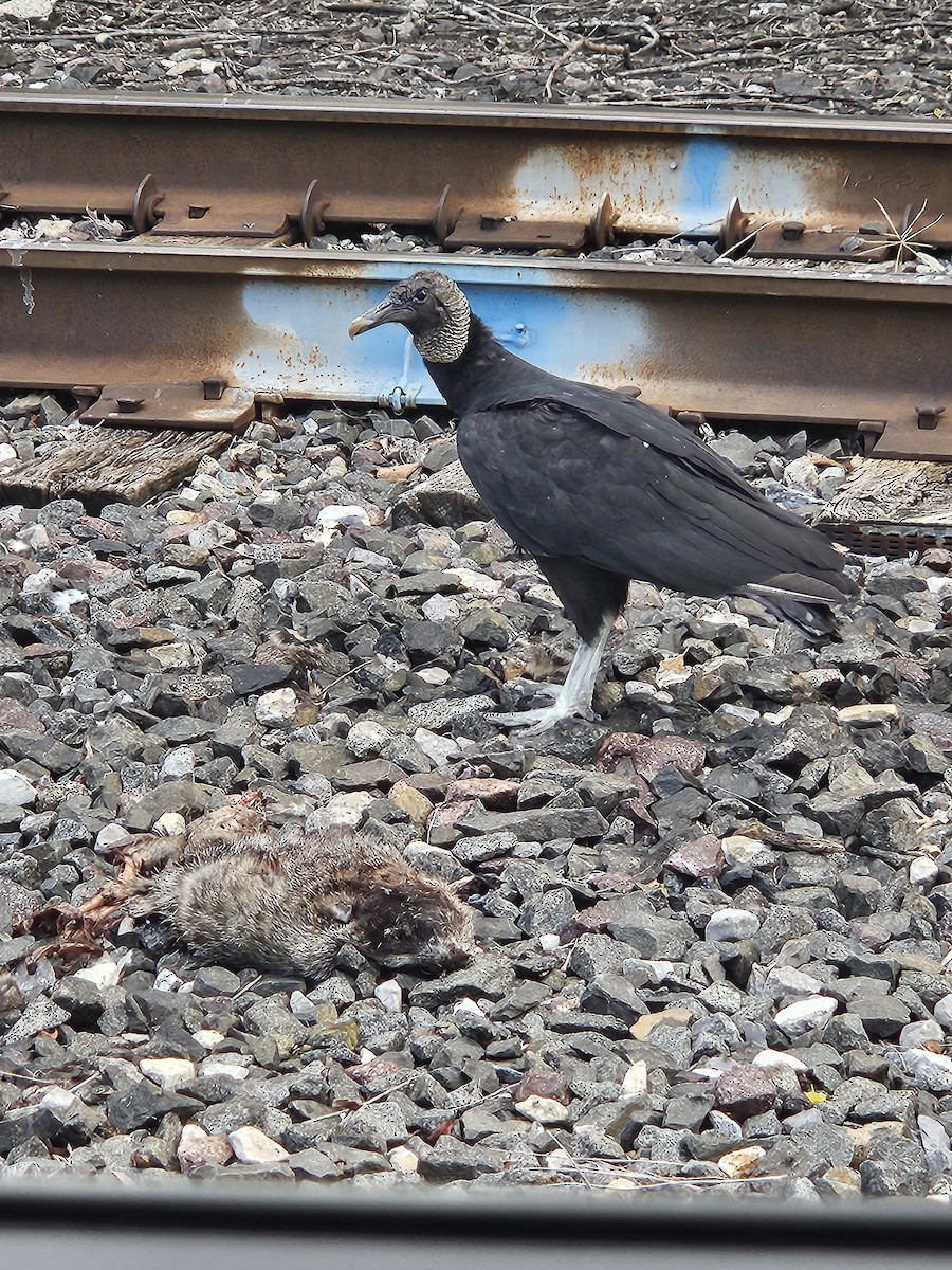 Black Vulture - ML605237321