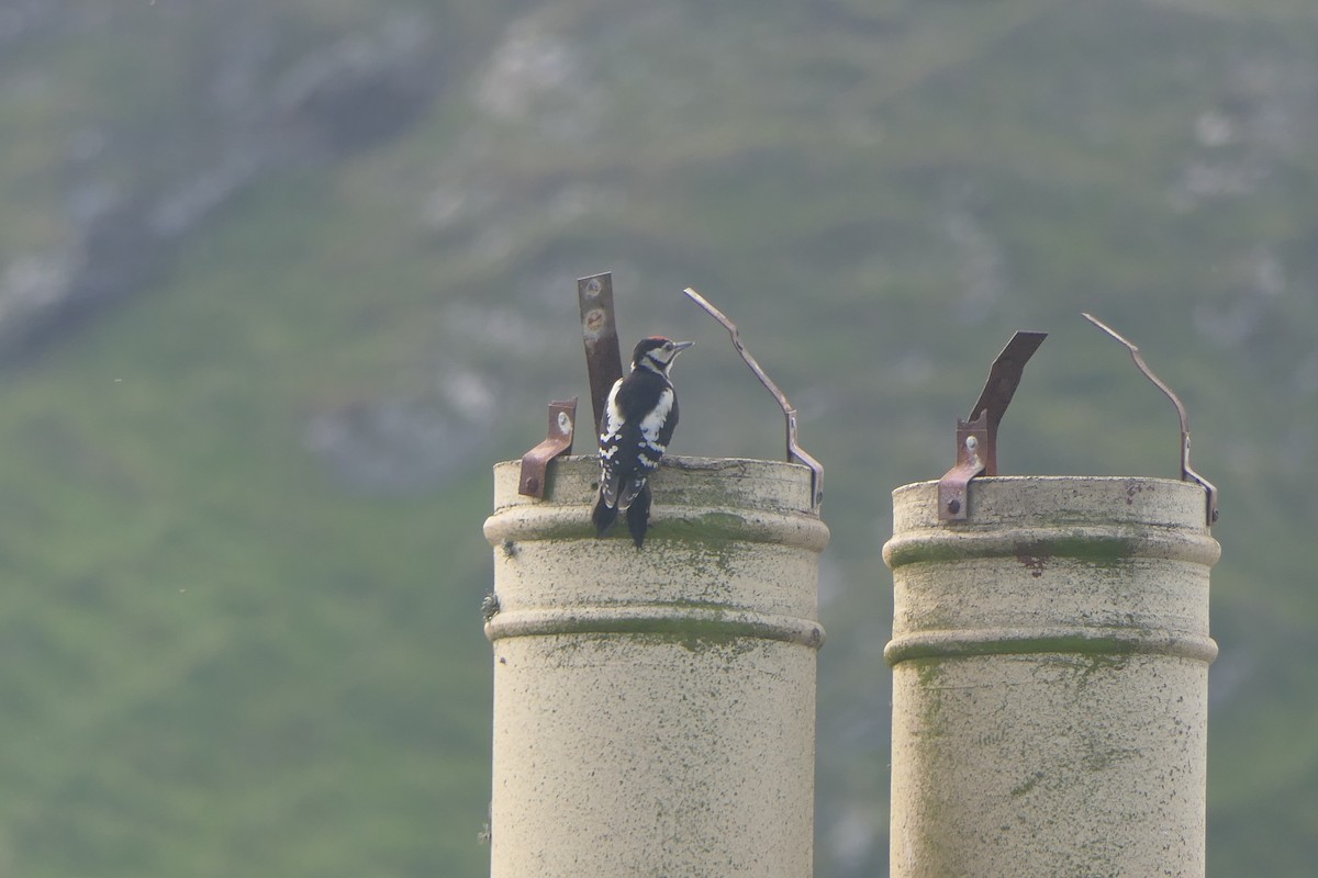 Great Spotted Woodpecker - ML605237541