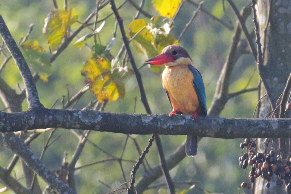 Stork-billed Kingfisher - ML605238041