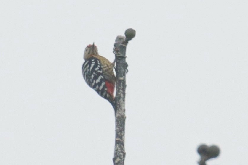 Fulvous-breasted Woodpecker - ML605238281