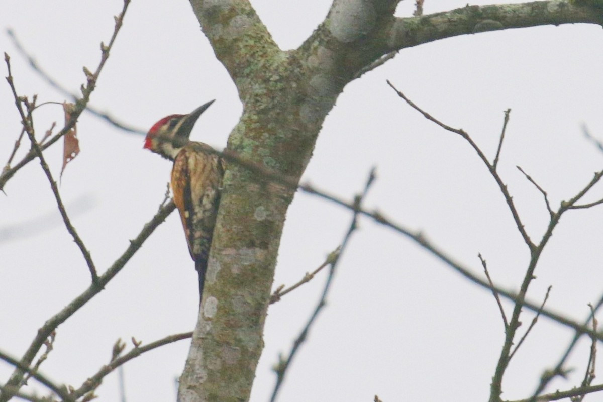 Black-rumped Flameback - ML605238411