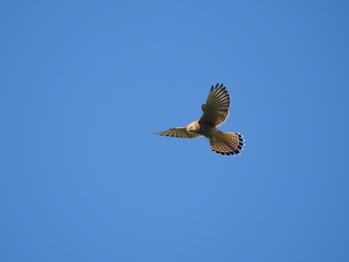 Eurasian Kestrel - ML605238431
