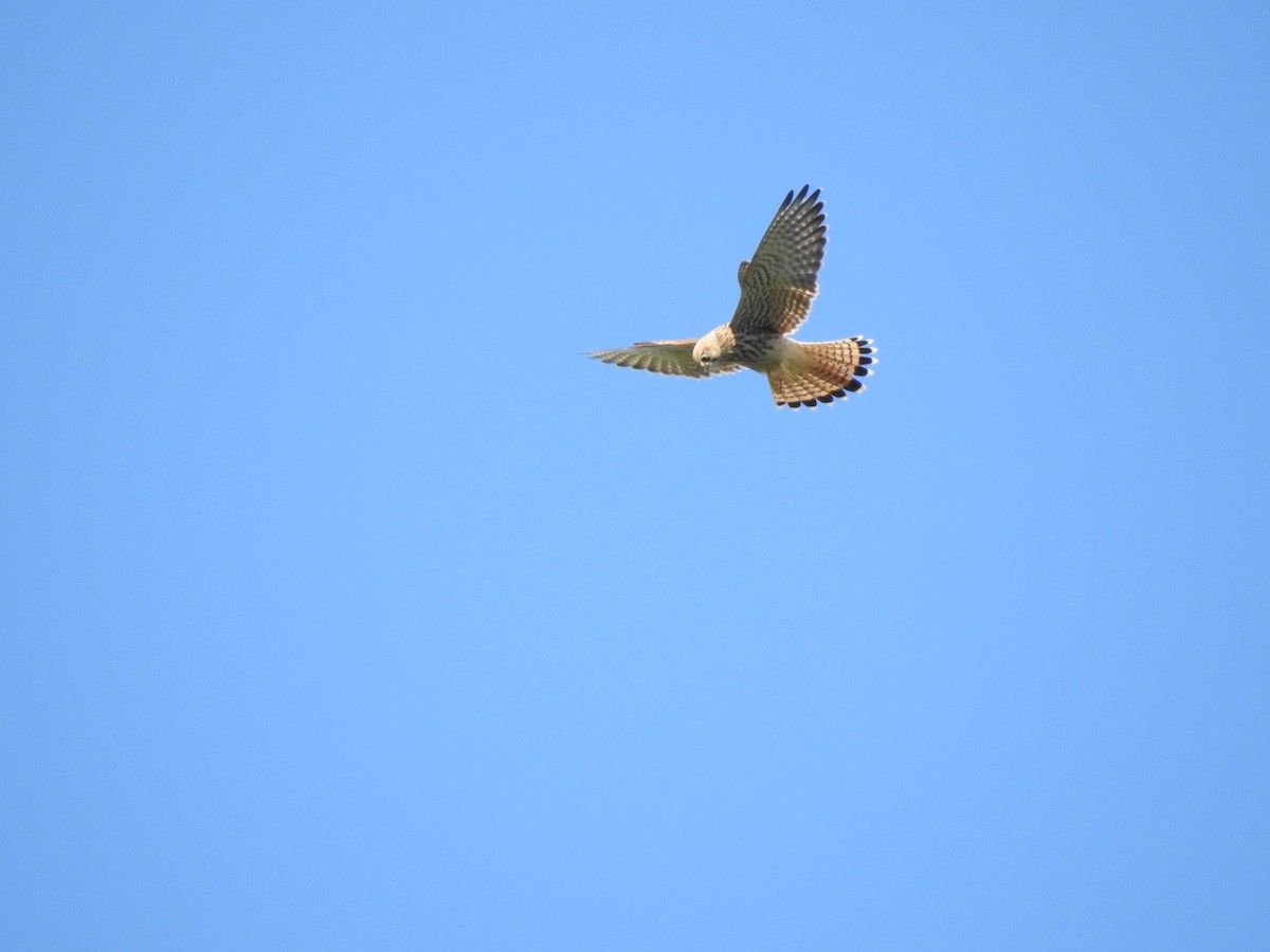 Eurasian Kestrel - ML605238441