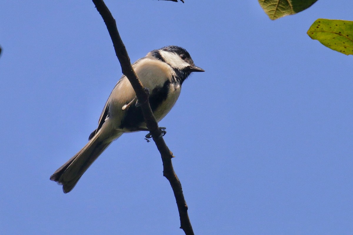 Cinereous Tit - ML605238701