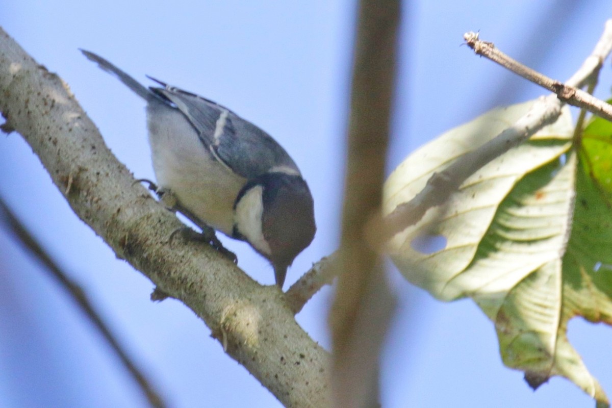 Cinereous Tit - Ali Atahan