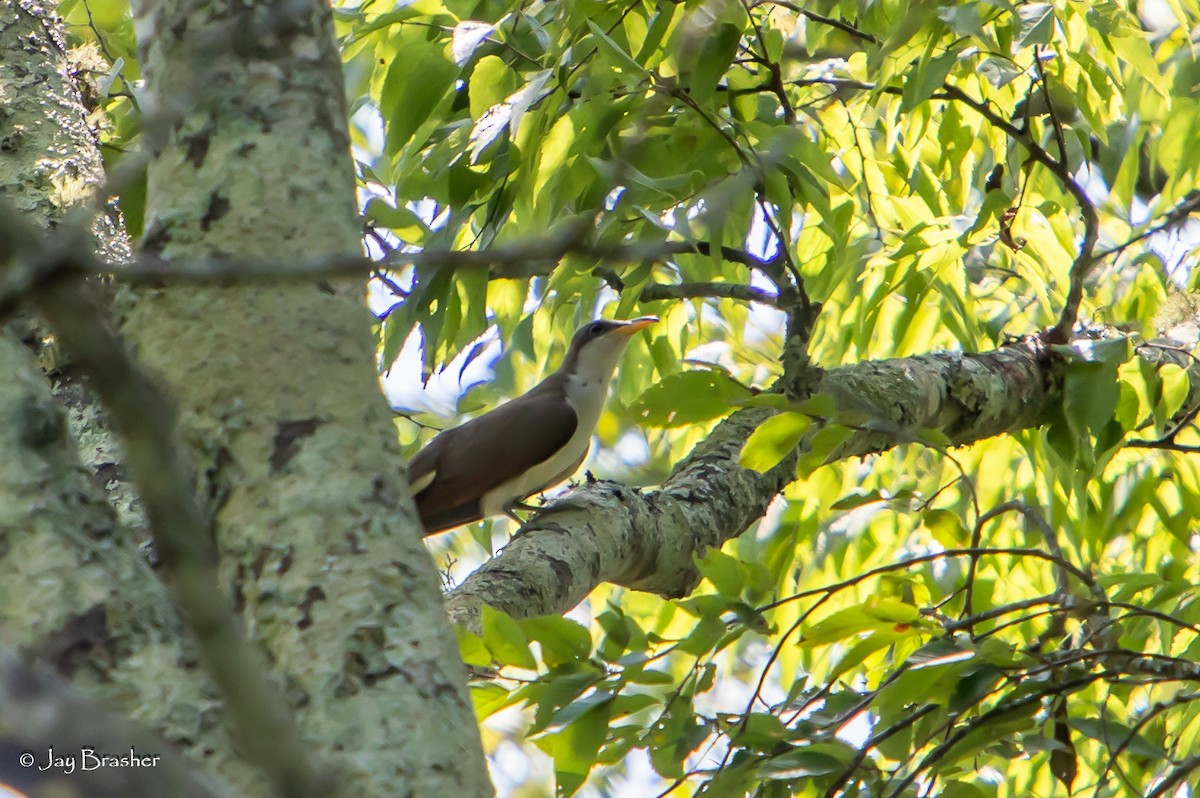Yellow-billed Cuckoo - ML605238791