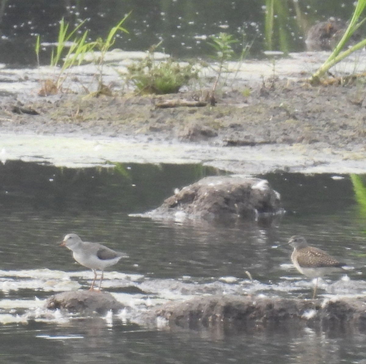 Terek Sandpiper - Henryk Sułek