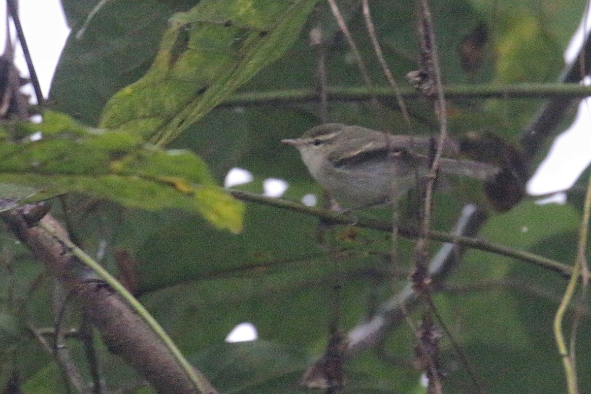 Greenish Warbler - ML605238911