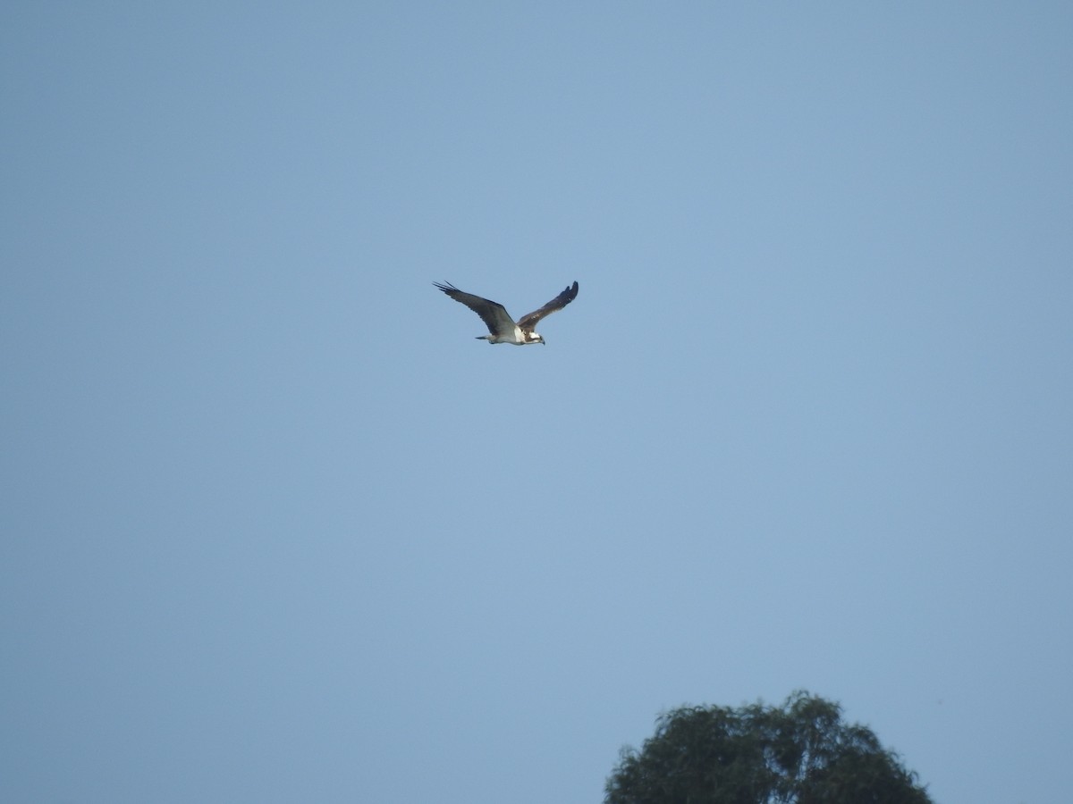 Osprey - ML605238921