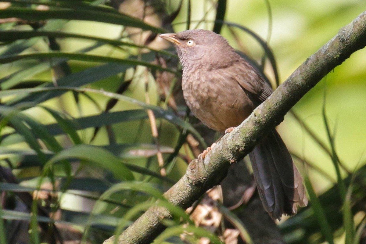 Jungle Babbler - ML605239031