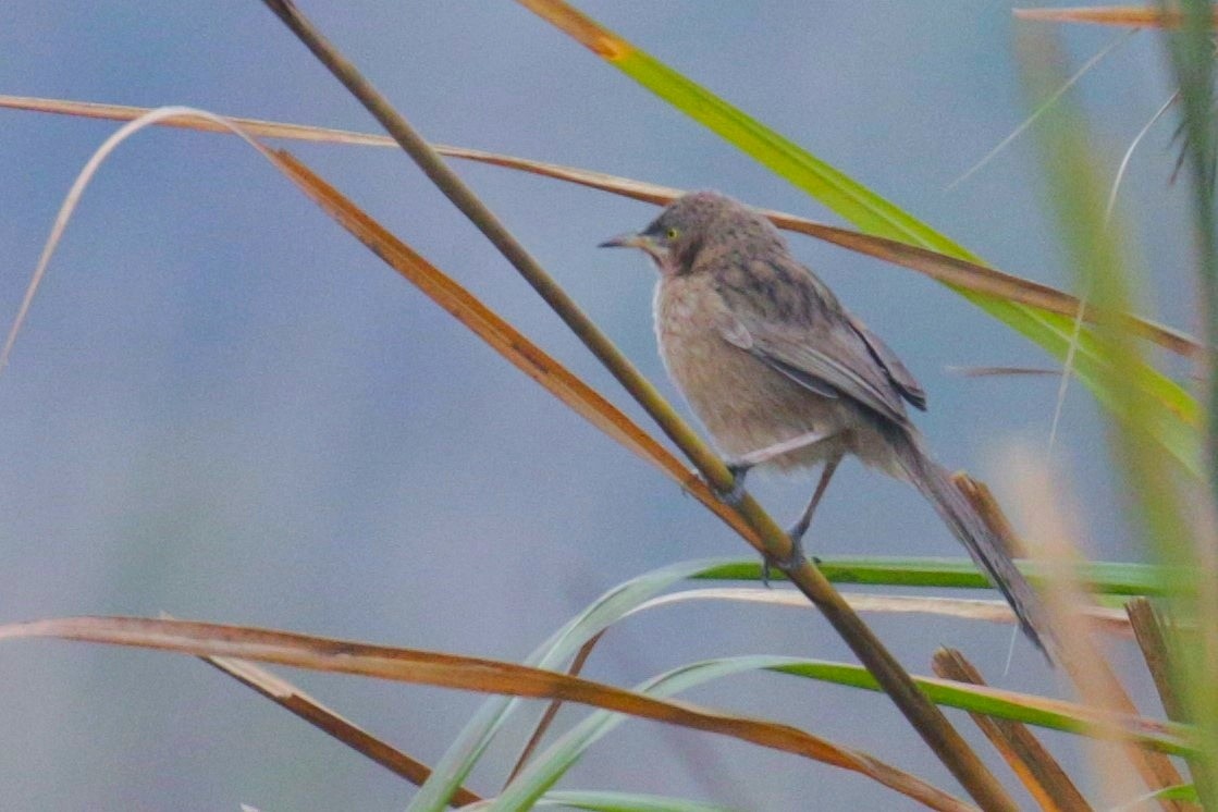 Striated Babbler - Ali Atahan