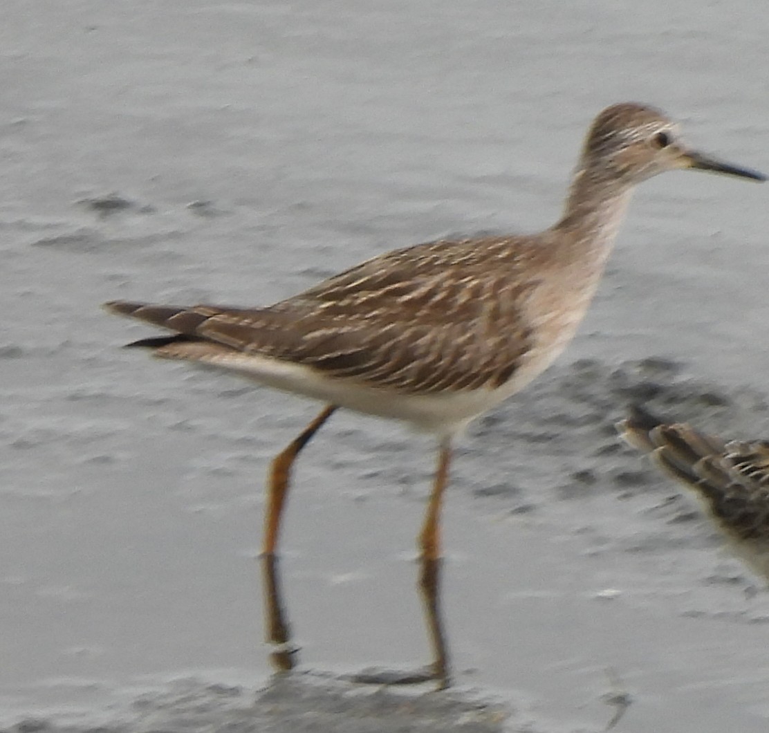 Lesser Yellowlegs - Richard and Janice Drummond