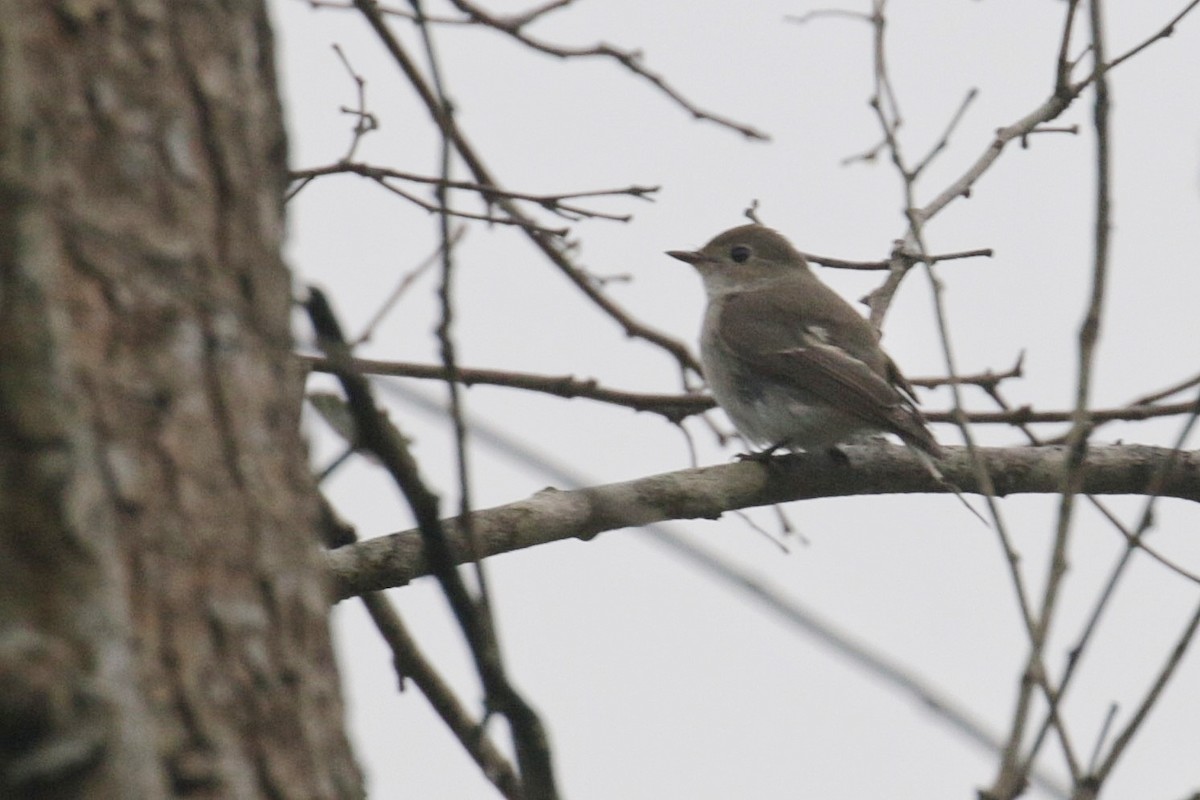 White-throated Redstart - ML605239251