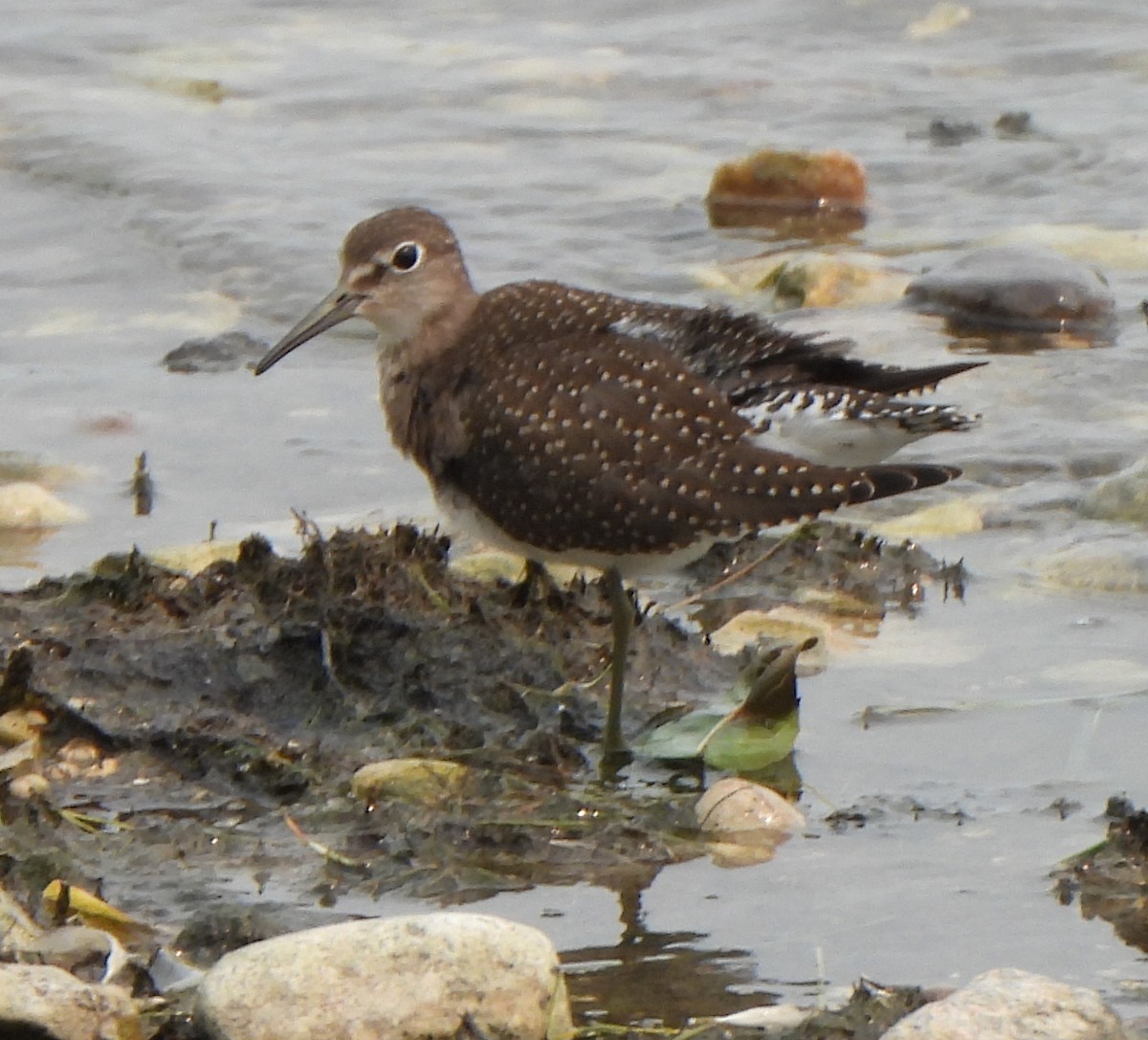 Solitary Sandpiper - ML605239391