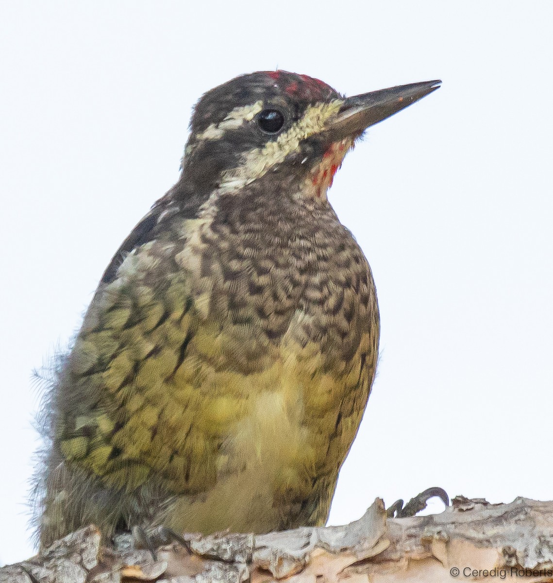 Red-naped Sapsucker - ML605239521