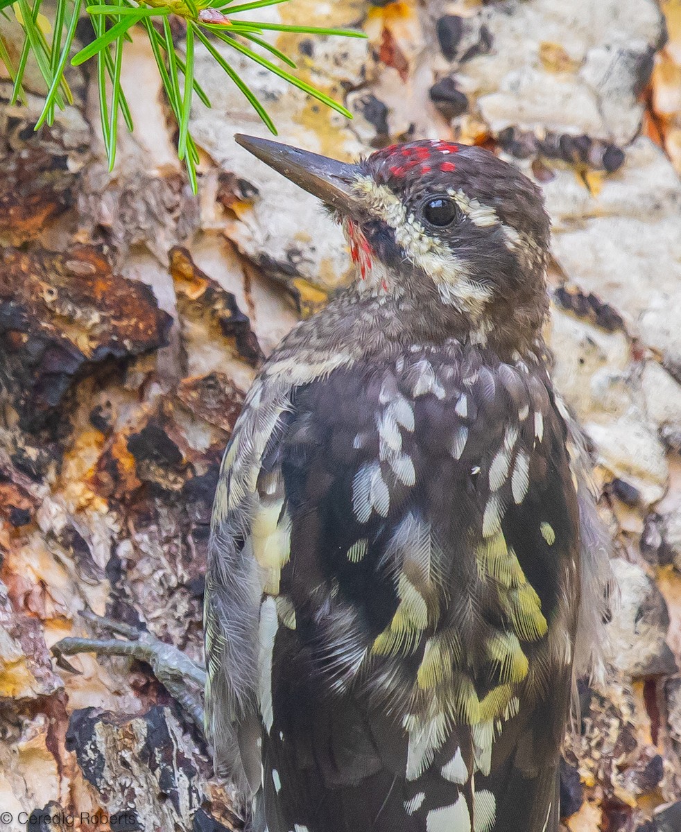 Red-naped Sapsucker - ML605239531