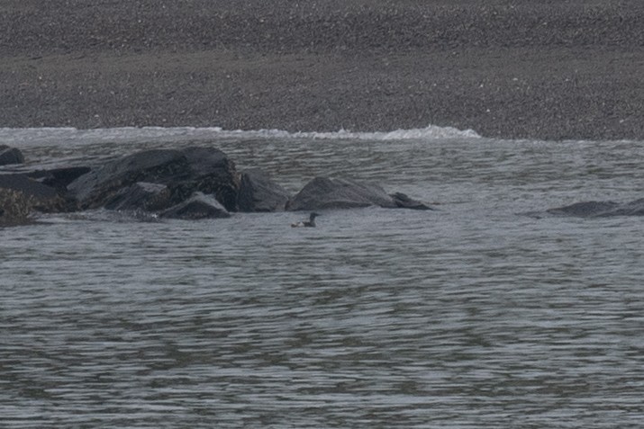 Black Guillemot - ML605240331