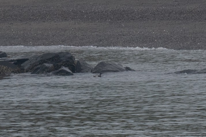 Black Guillemot - ML605240351