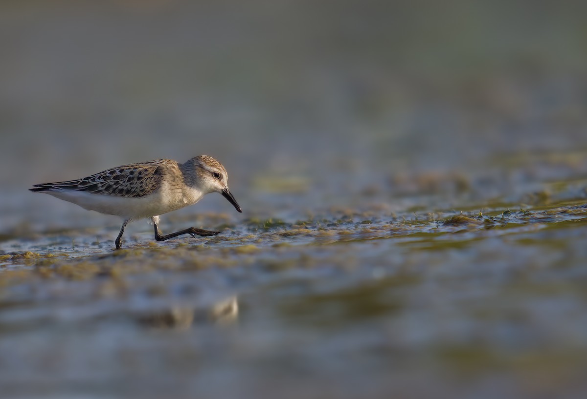 Semipalmated Sandpiper - Prineet Anand