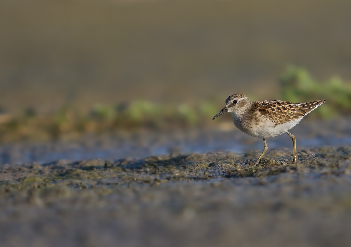 Least Sandpiper - ML605240501