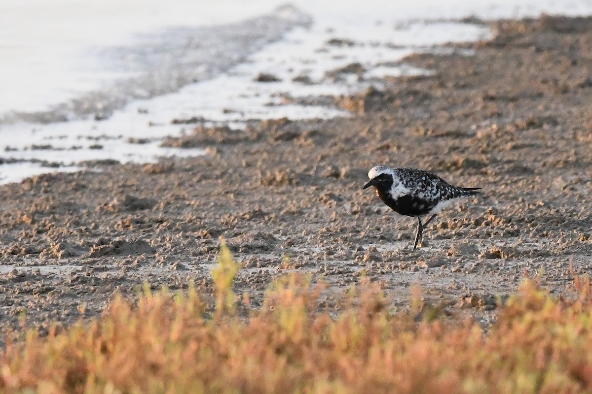 Black-bellied Plover - ML605240541