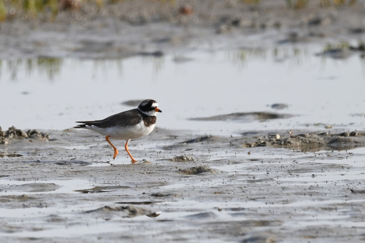 Common Ringed Plover - ML605240791