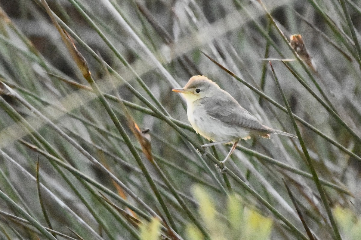 Melodious Warbler - ML605240961