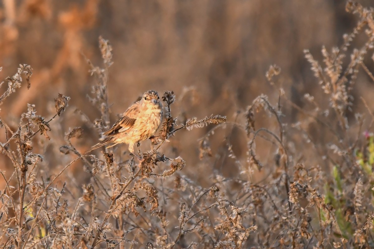 Eurasian Linnet - ML605241121