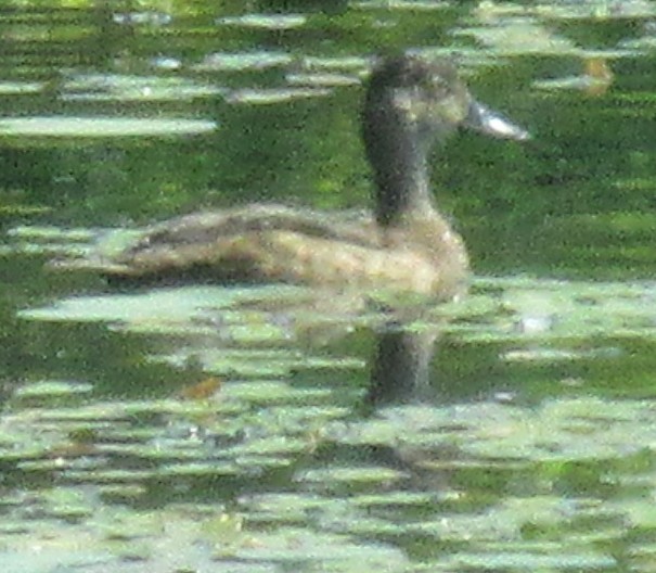 Ring-necked Duck - Cynthia Roulston