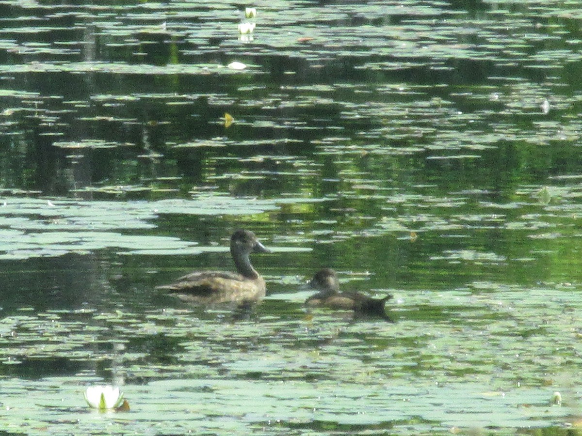 Ring-necked Duck - Cynthia Roulston