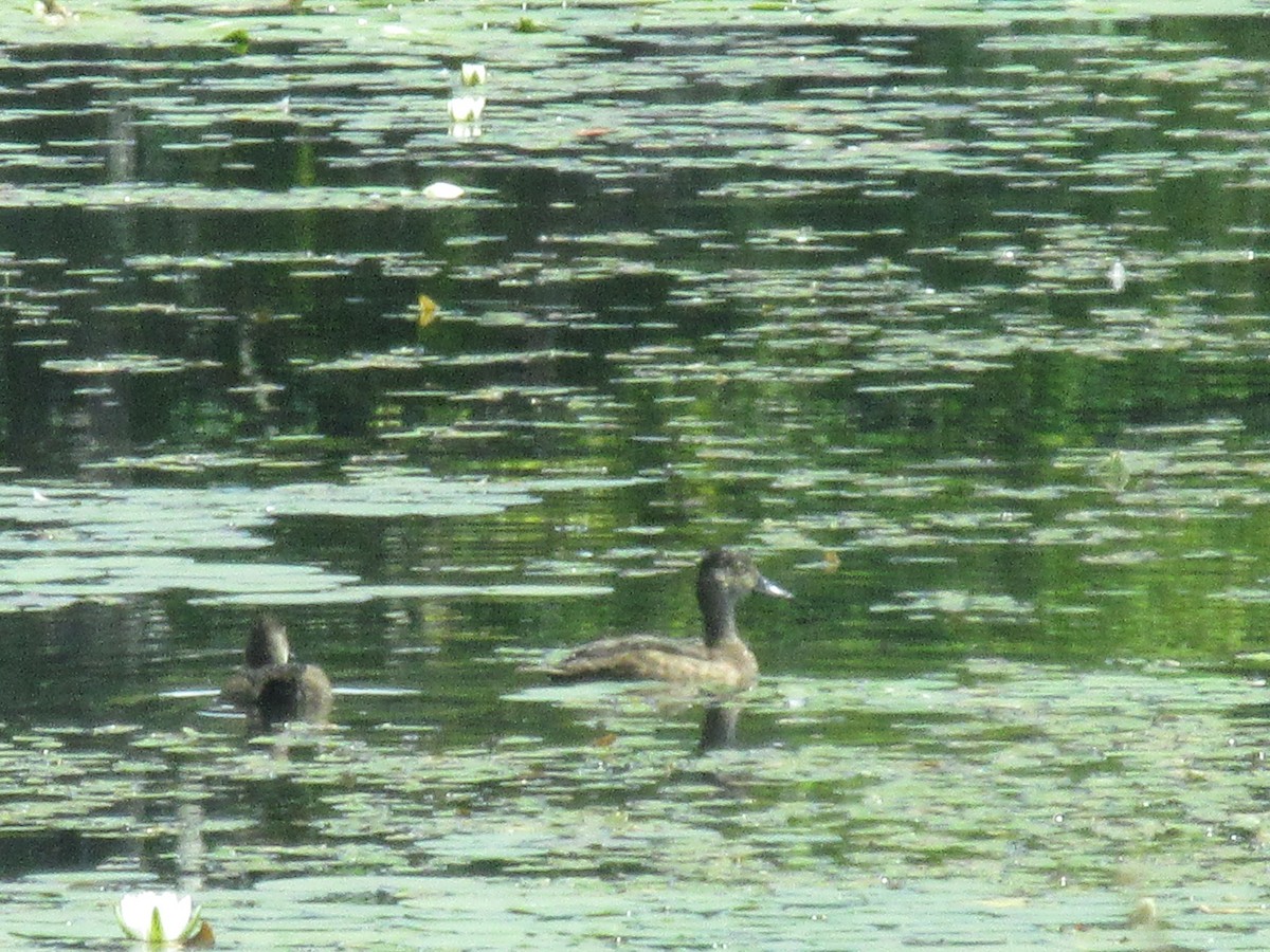 Ring-necked Duck - ML605241391