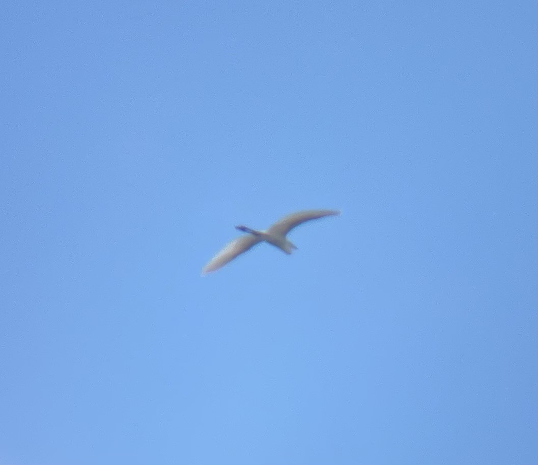 Great Egret - Dylan Jackson