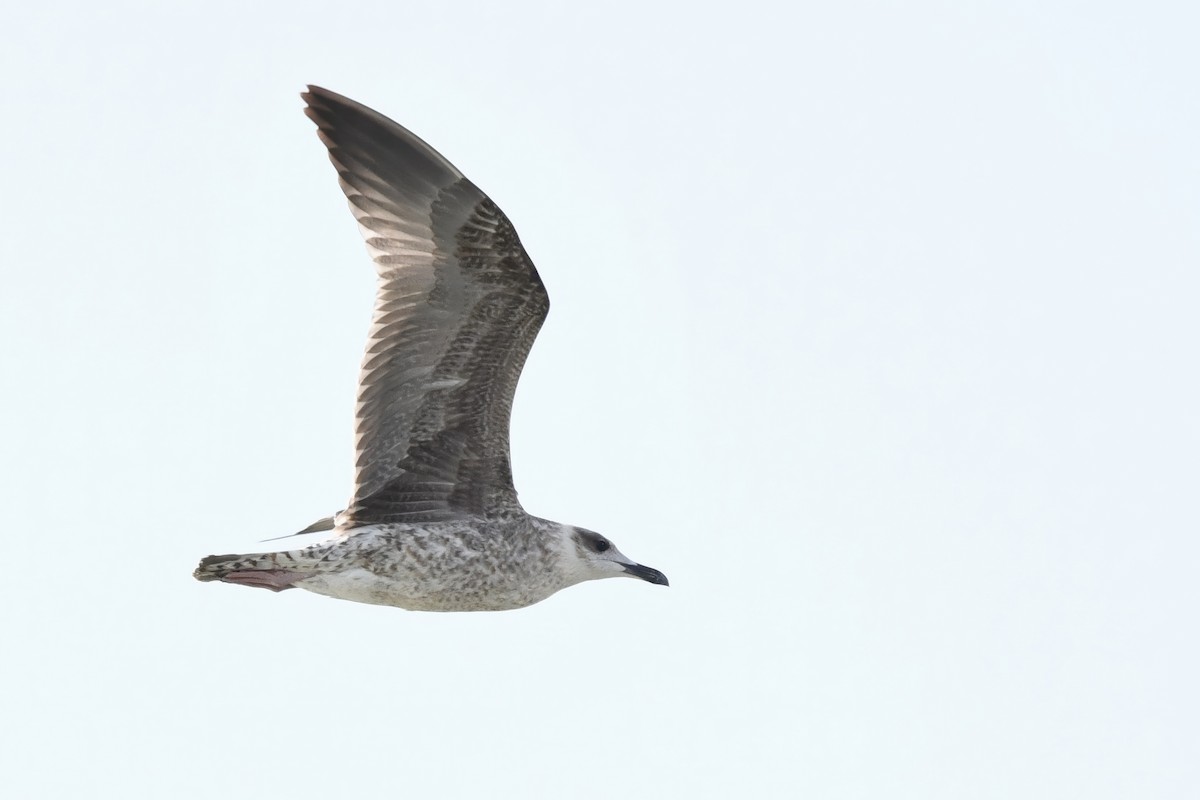 Yellow-legged Gull - ML605242311