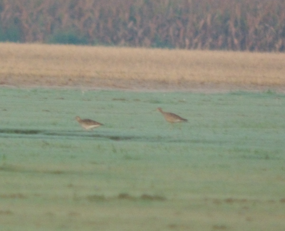 Upland Sandpiper - ML605242391